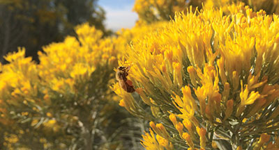 zoom in of bee on flower