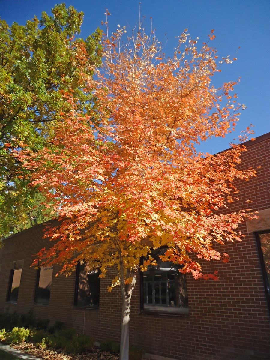 Tree Tour - Facilities - The University of Utah