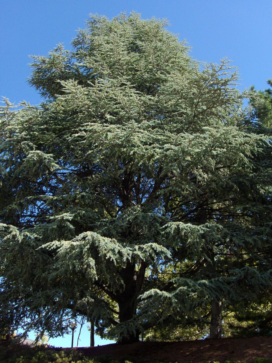 full grown blue atlas cedar