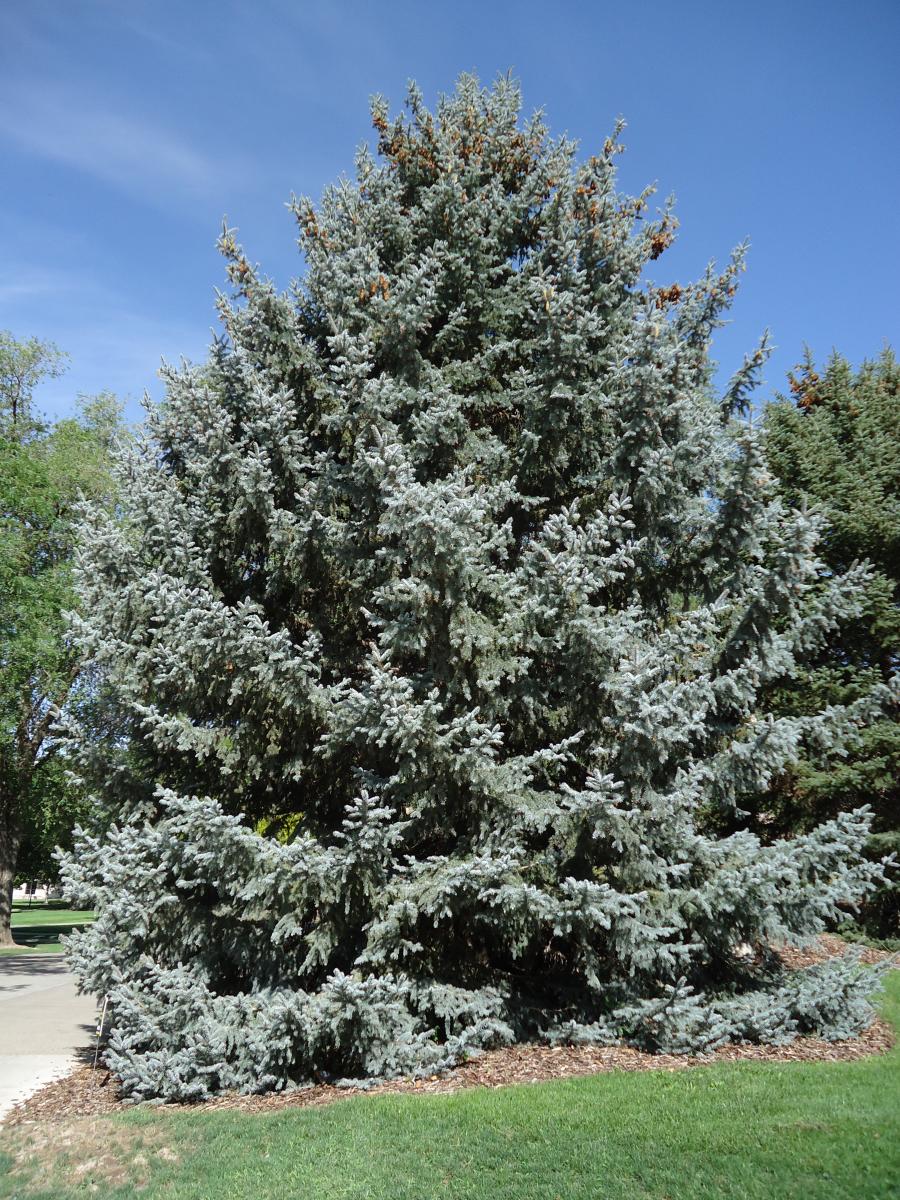 Tree Tour - Facilities - The University of Utah