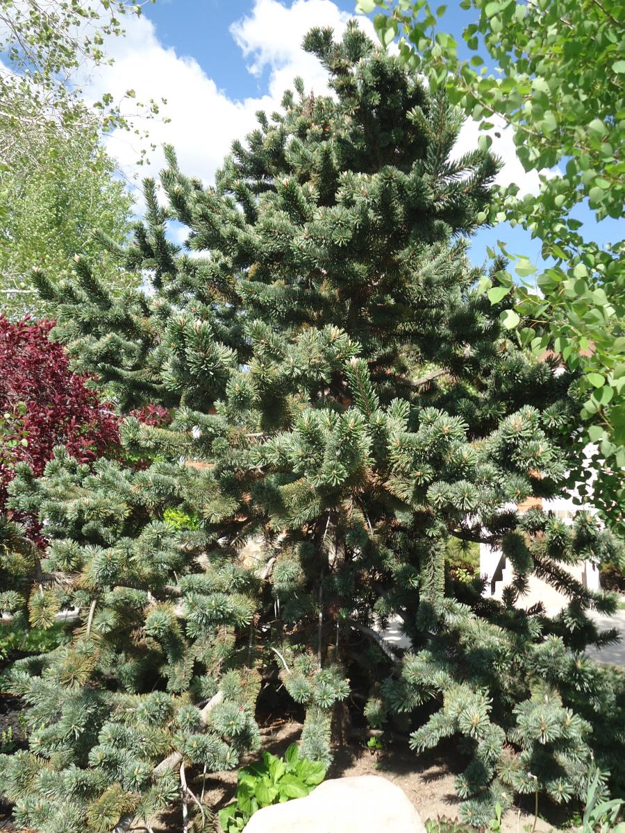 Tree Tour - Facilities - The University of Utah