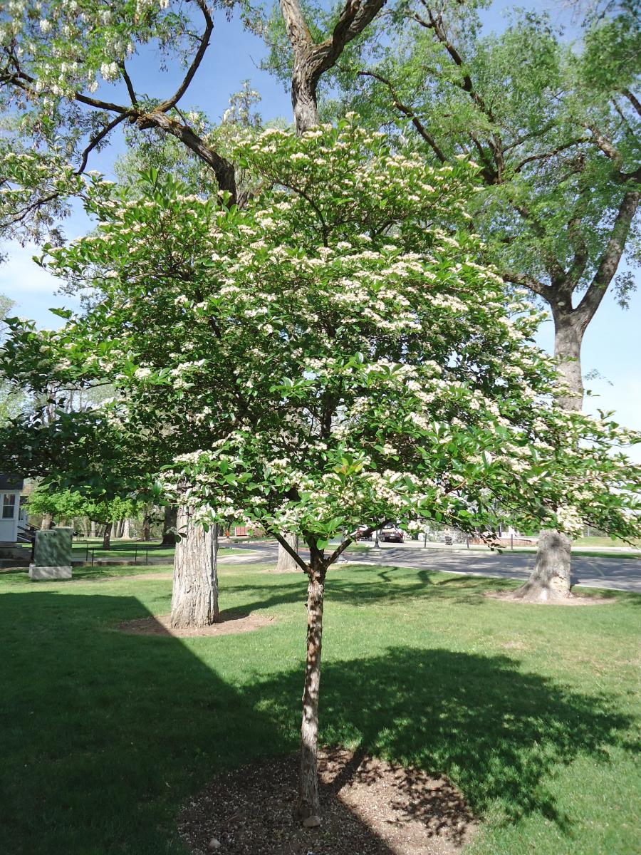 Tree Tour - Facilities - The University of Utah