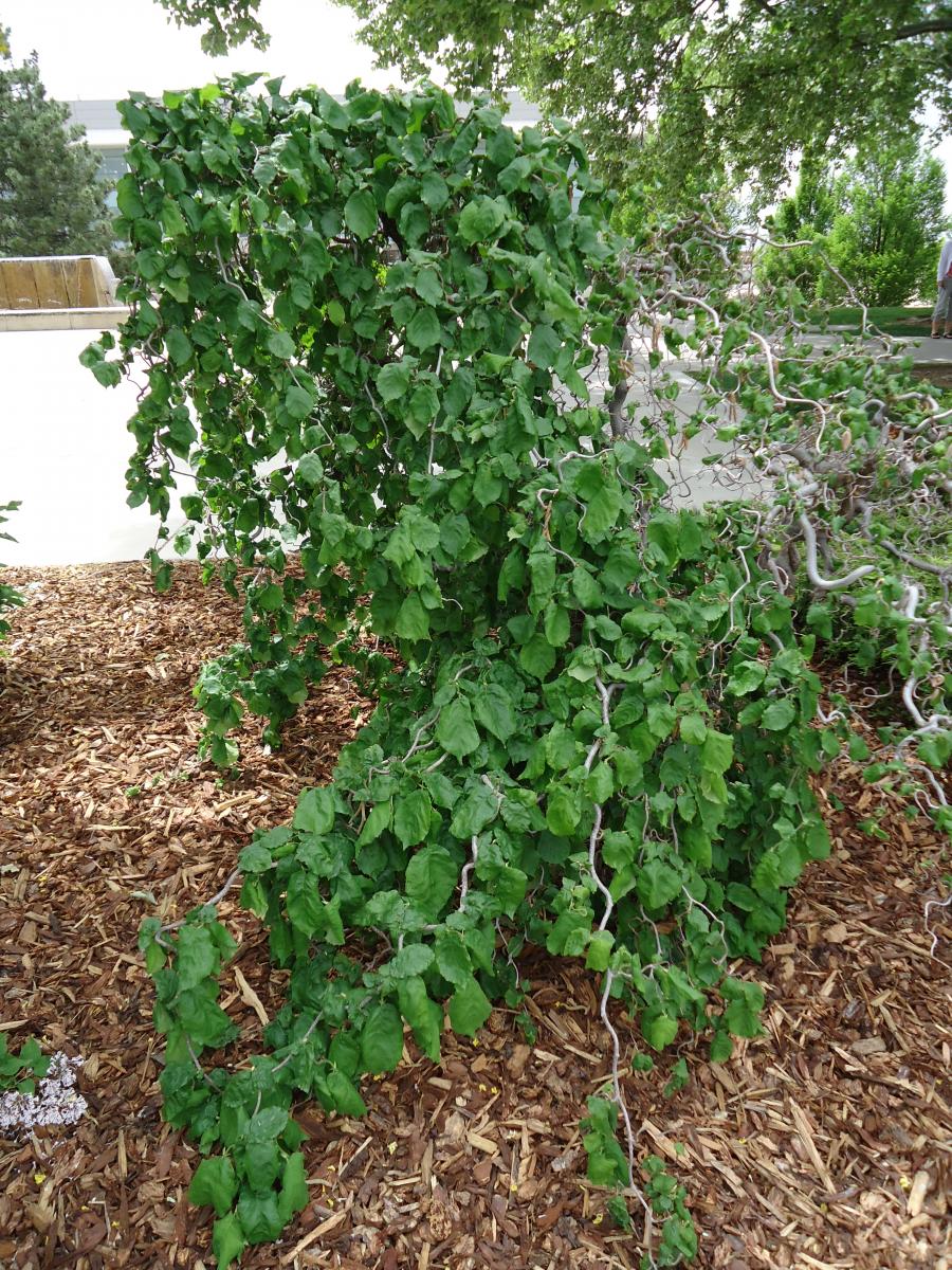 Tree Tour - Facilities - The University of Utah