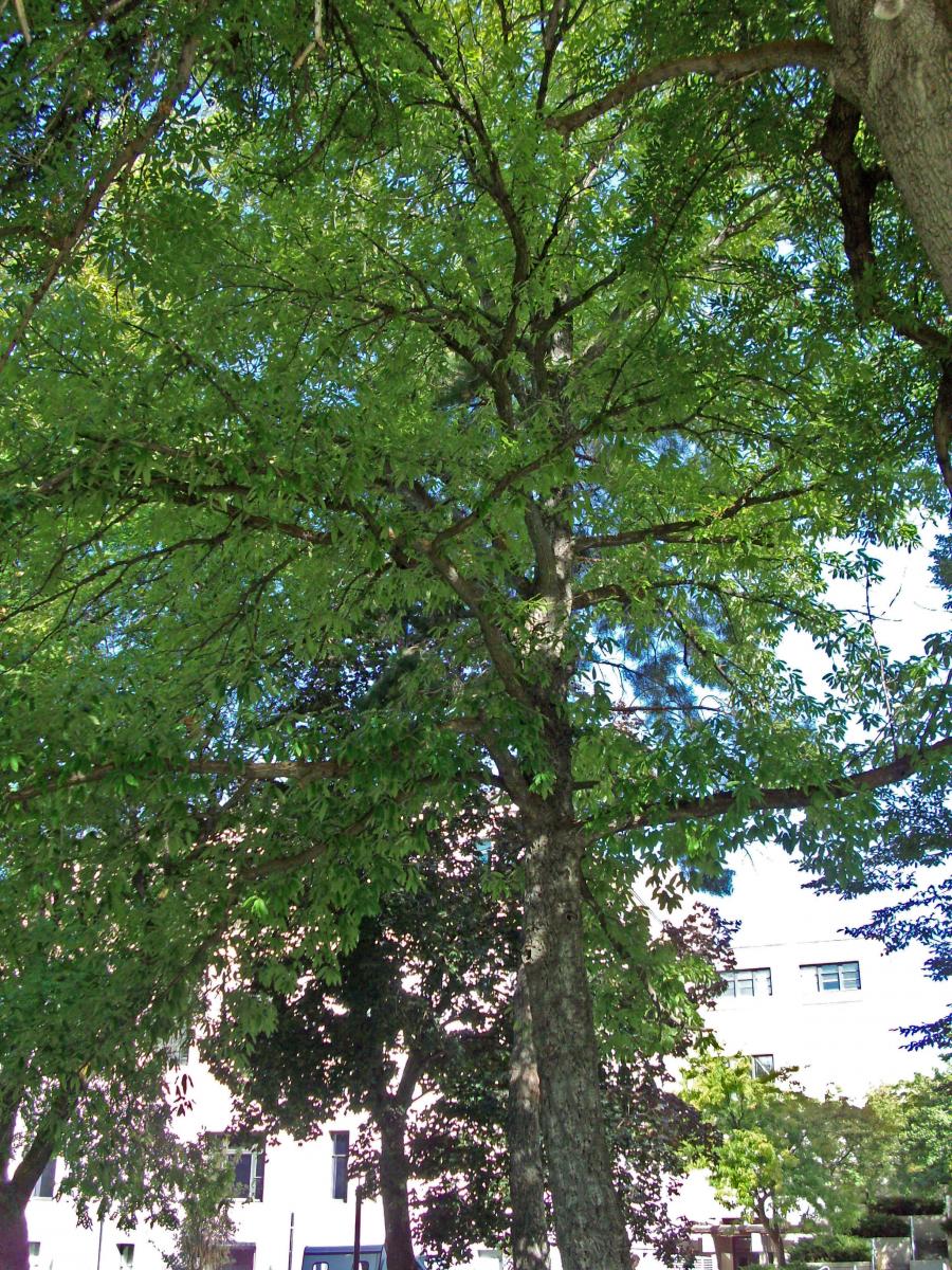 Tree Tour - Facilities - The University of Utah