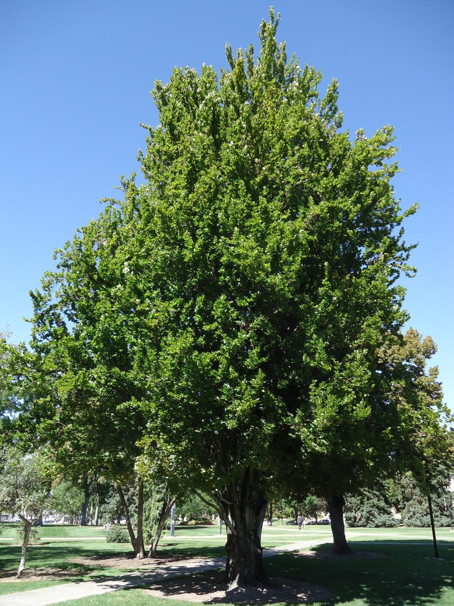 Tree Tour - Facilities - The University of Utah