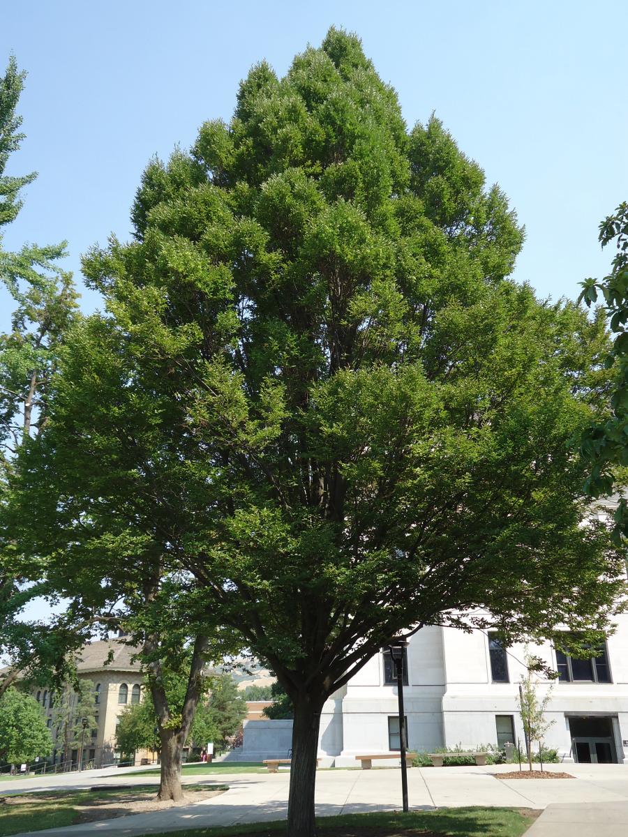 Tree Tour - Facilities - The University of Utah