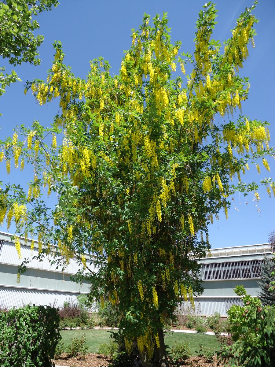 Columnar Goldenchain Tree