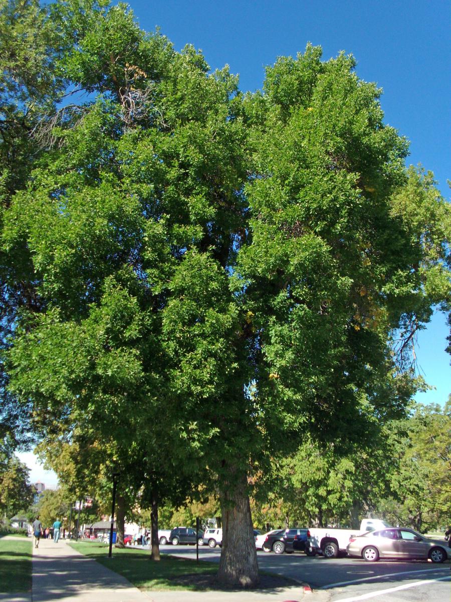 Green deals ash tree