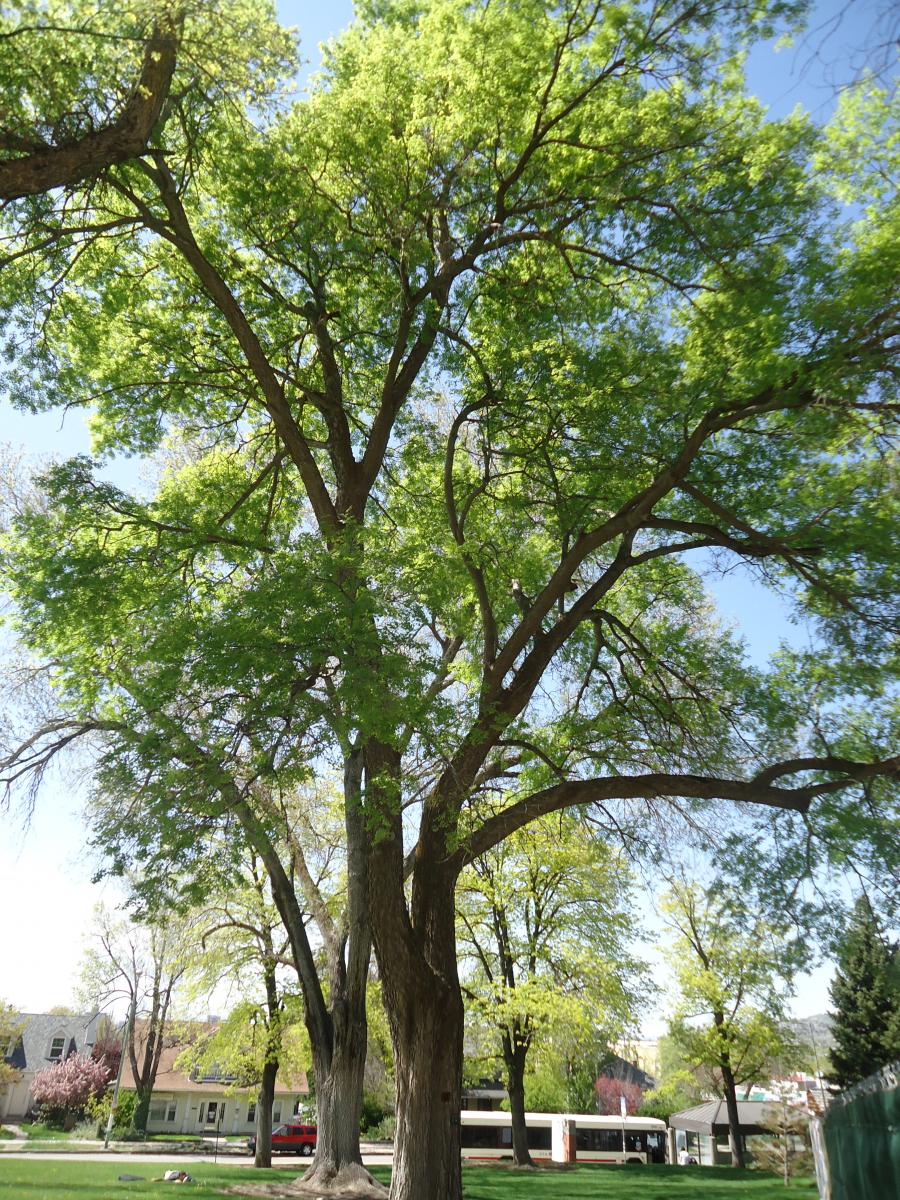 Tree Tour - Facilities - The University of Utah