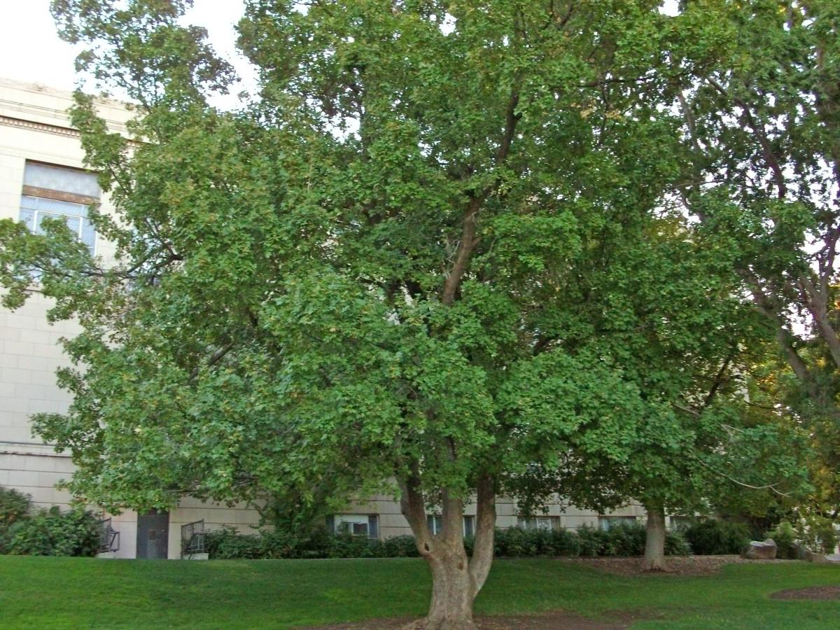 Tree Tour - Facilities - The University of Utah