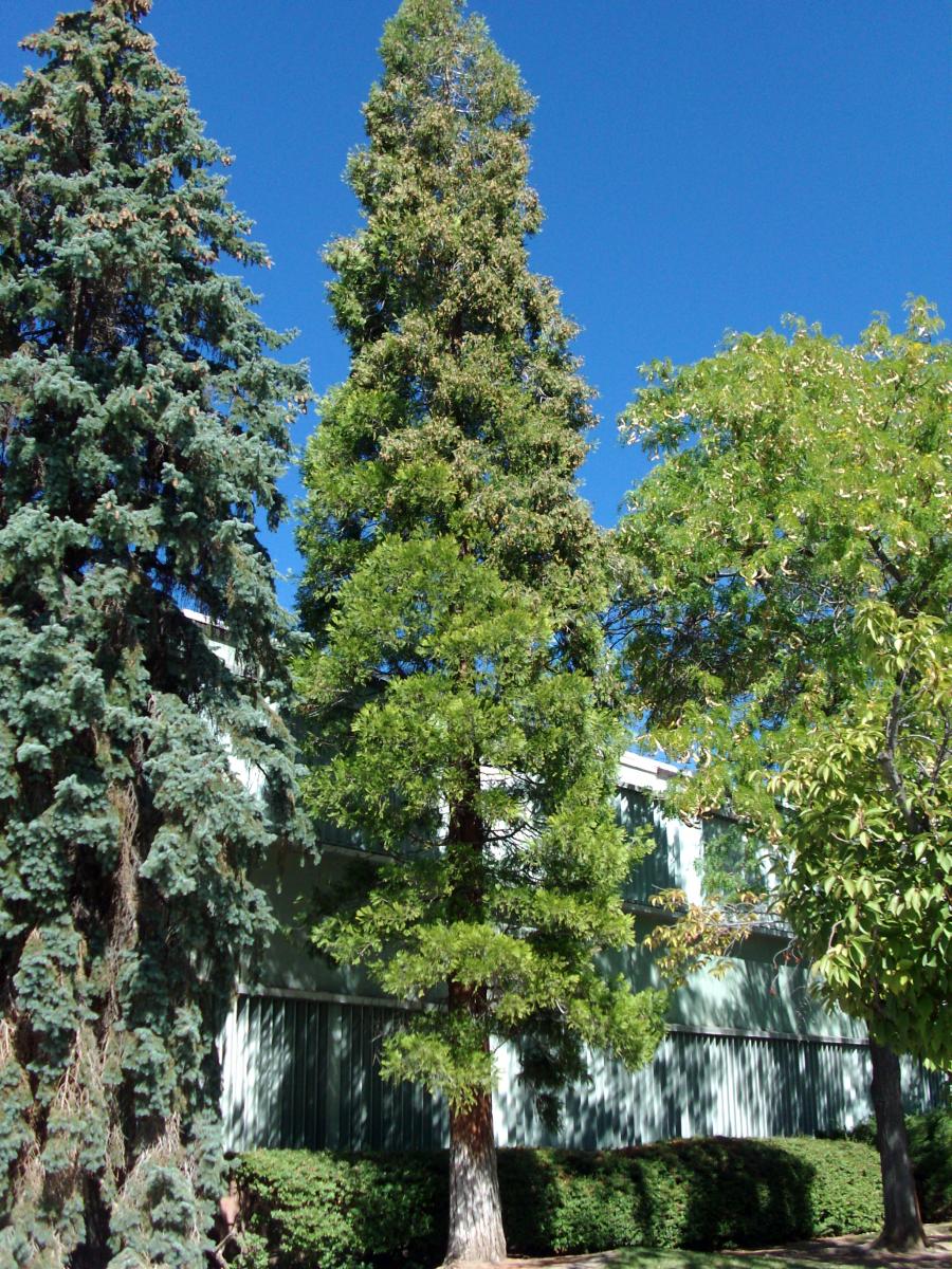 Tree Tour - Facilities - The University of Utah