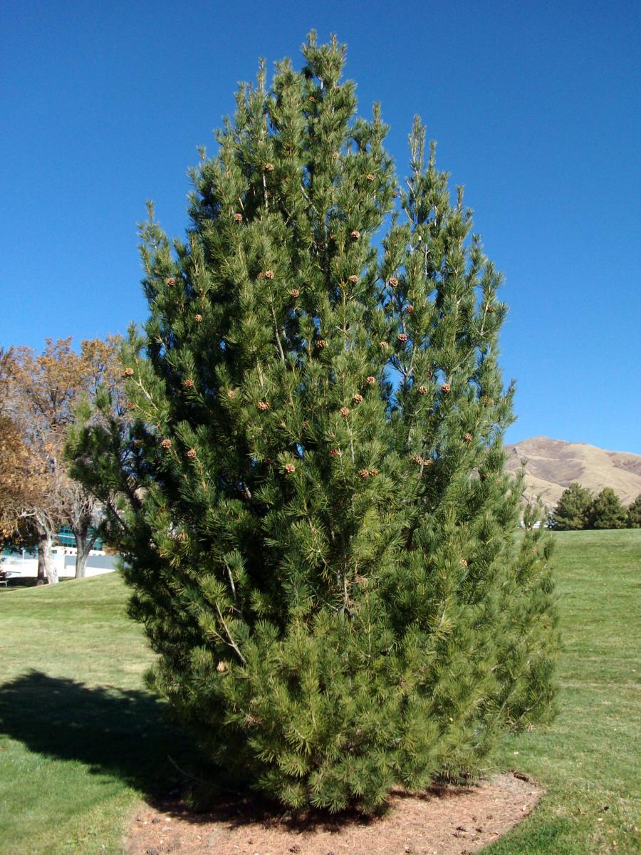 Tree Tour - Facilities - The University of Utah