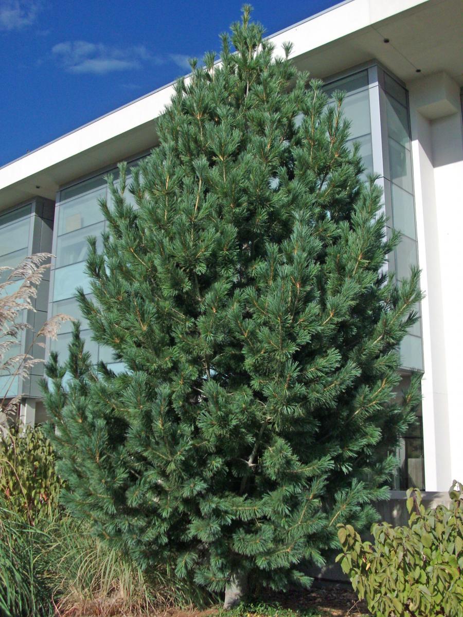 Limber Pine—Branches Flexible Enough You can Tie them in Knots – What Tree  Where