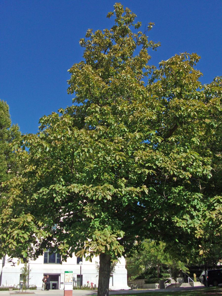 Tree Tour - Facilities - The University of Utah