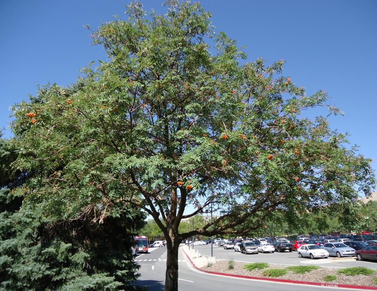 Tree Tour Facilities The University Of Utah   01 Mountain Ash 