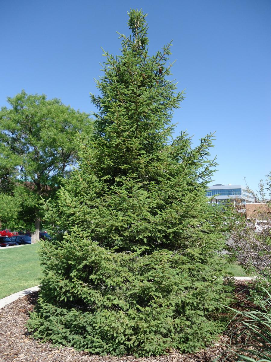 Tree Tour - Facilities - The University of Utah