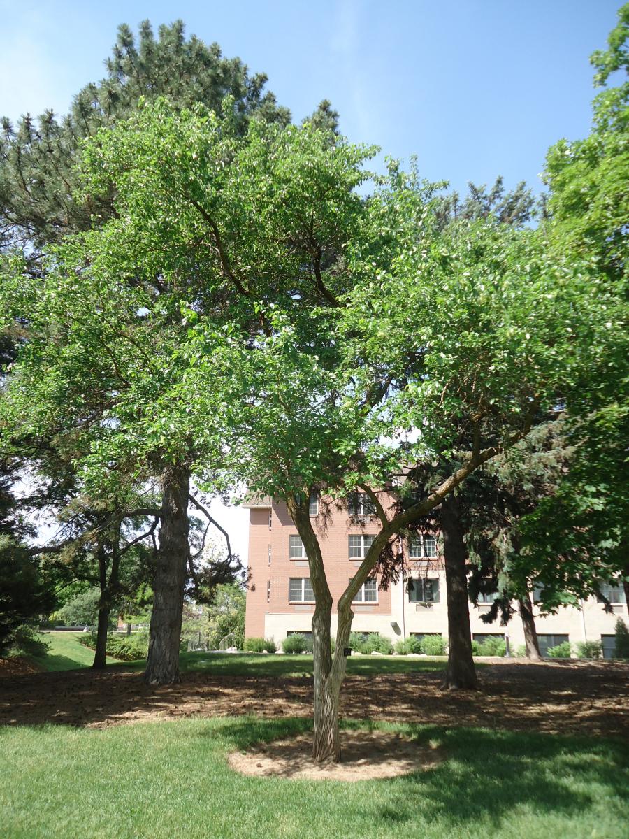 Tree Tour - Facilities - The University of Utah, Little Leaf 