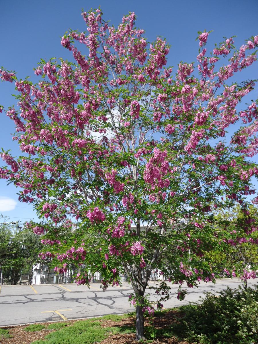 Pink Flowering Locust With Thorns