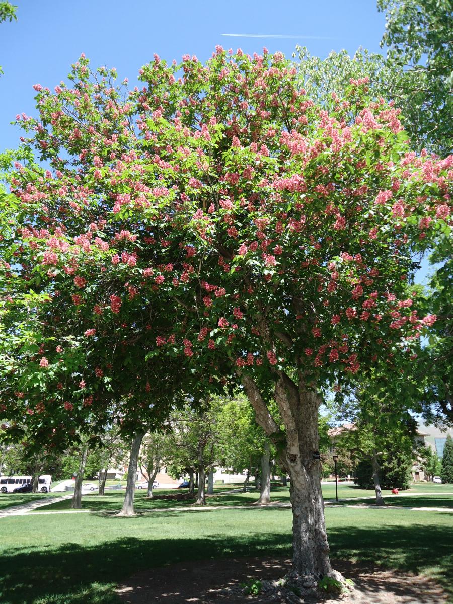 Tree Tour - Facilities - The University of Utah