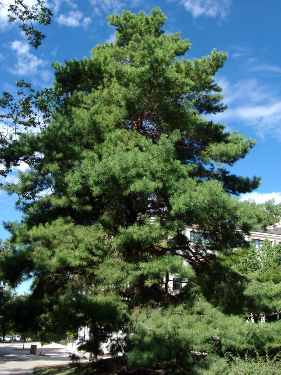 Tree Tour - Facilities - The University of Utah