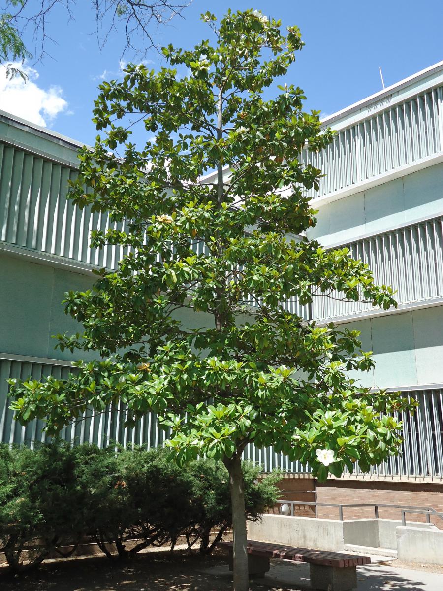 Tree Tour - Facilities - The University of Utah