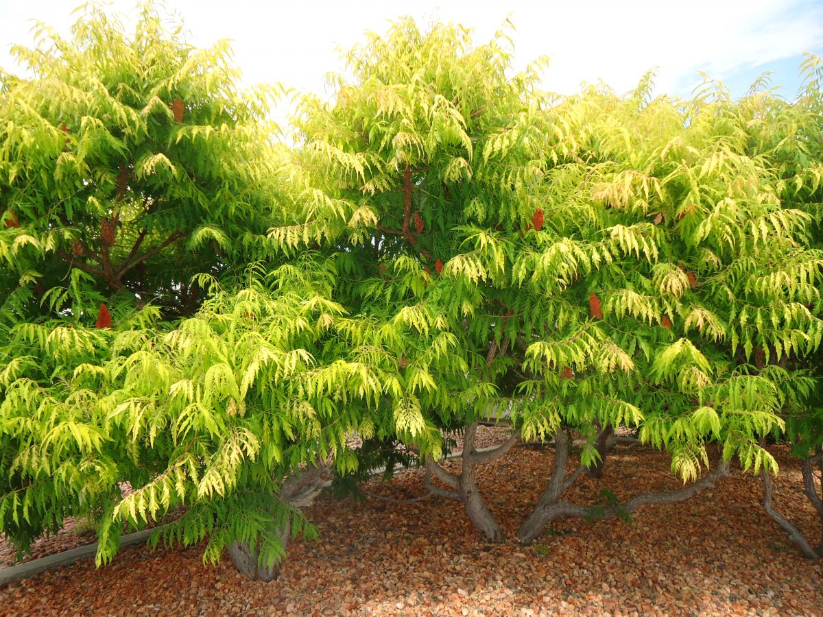 Staghorn Sumac Tree