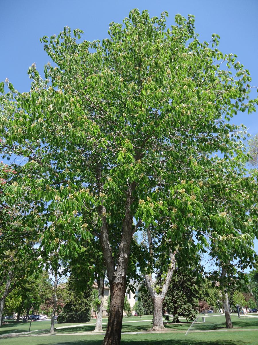 Tree Tour - Facilities - The University of Utah