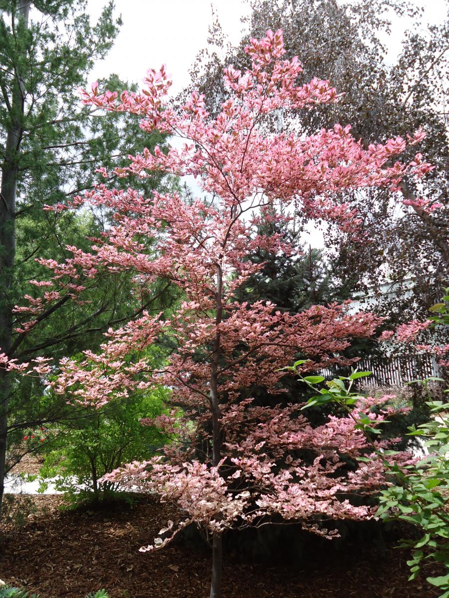 How to Grow and Care for Tricolor Beech