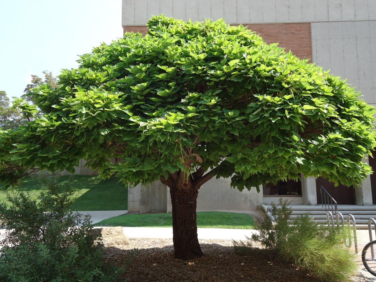 Tree Tour - Facilities - The University of Utah