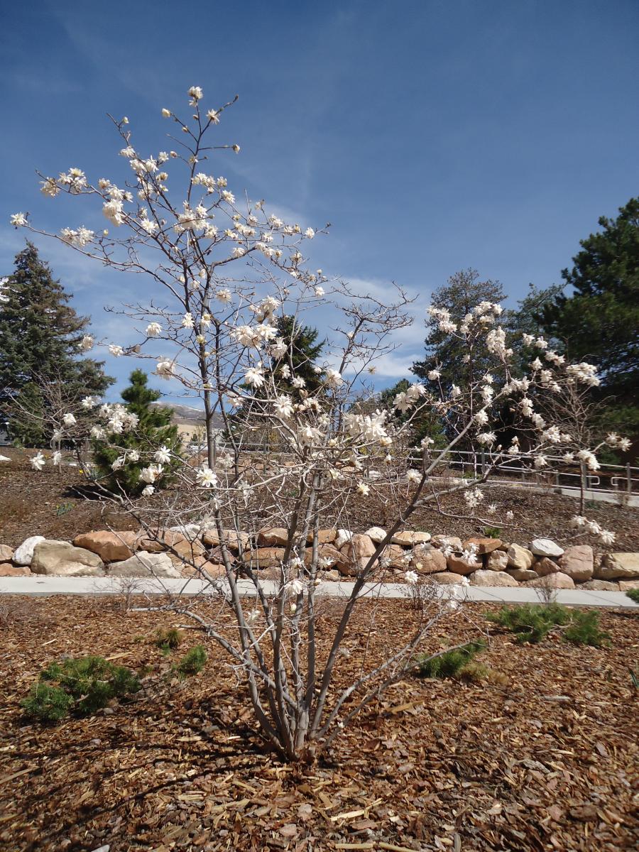 Tree Tour - Facilities - The University of Utah