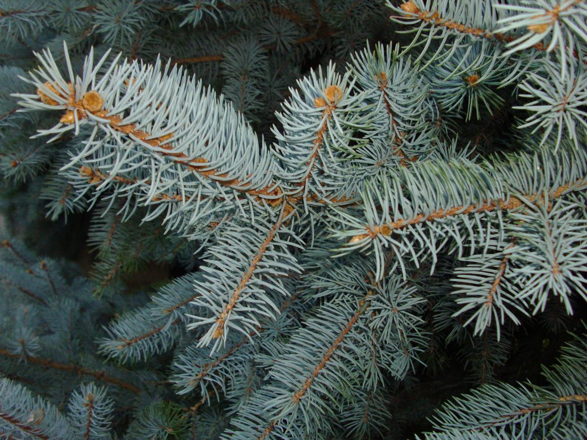 Blue Spruce  Campus Trees