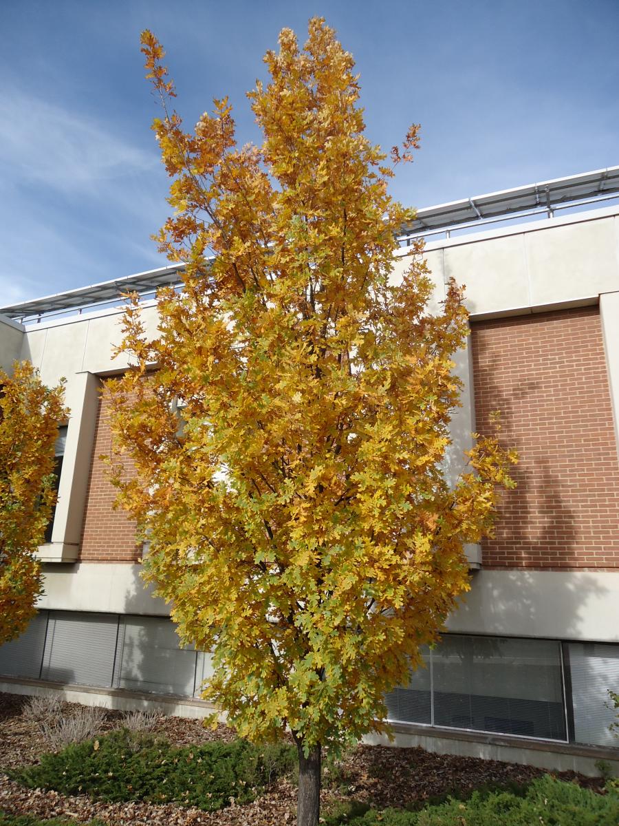 Tree Tour Facilities The University of Utah