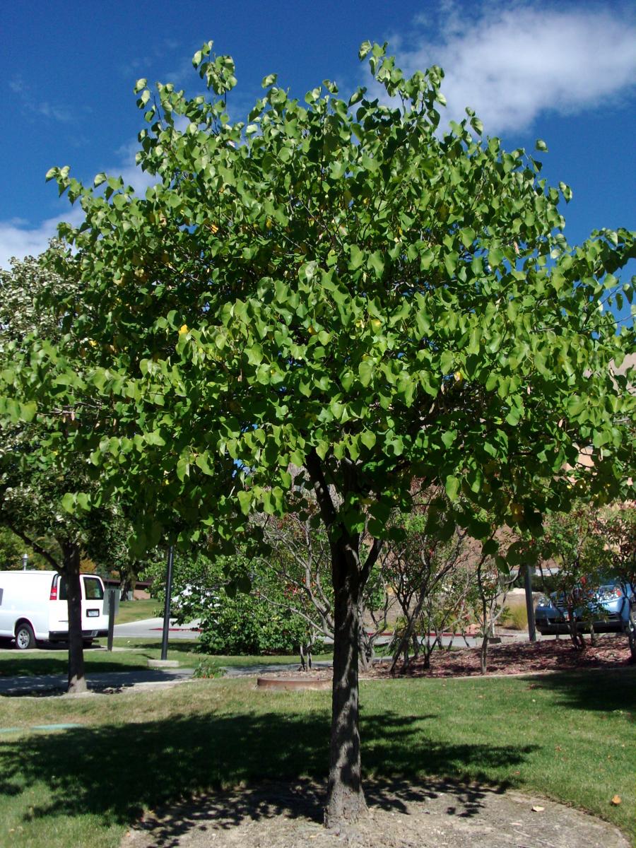 eastern redbud tree in summer