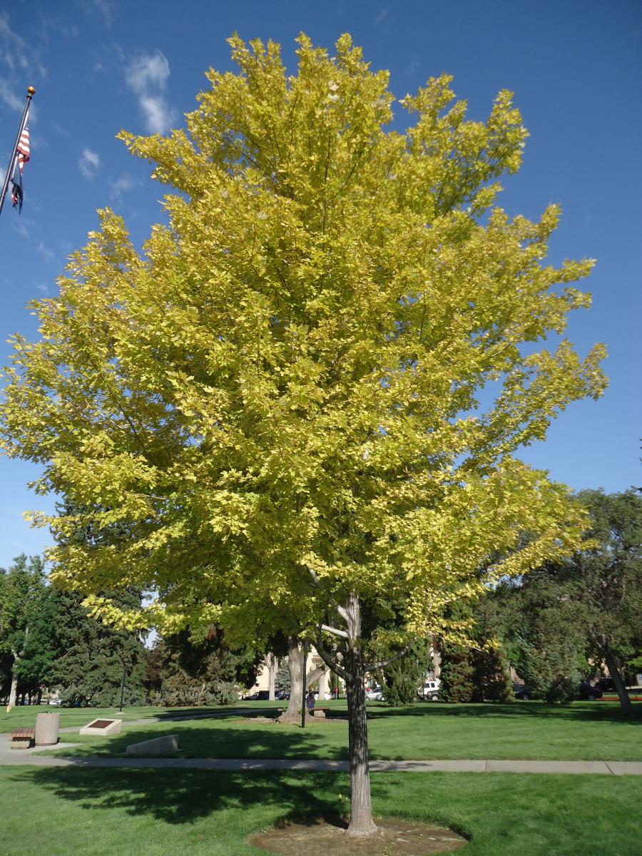 Tree Tour - Facilities - The University of Utah