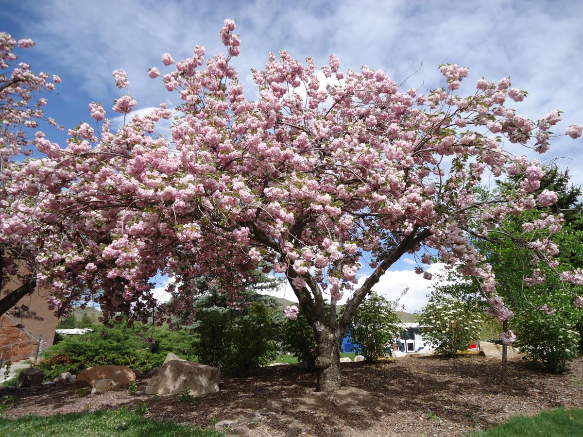 The 3 Great Cherry Trees of Japan — Travel Japan with Amnet