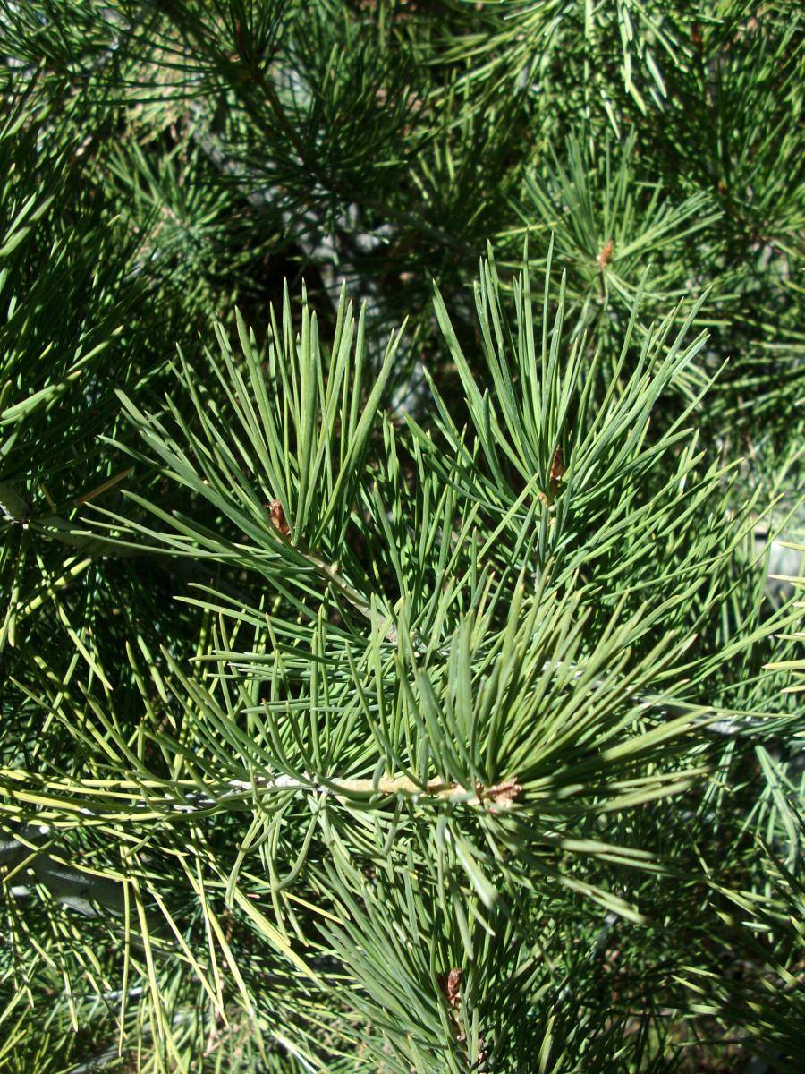 How to Grow and Care for Lacebark Pine