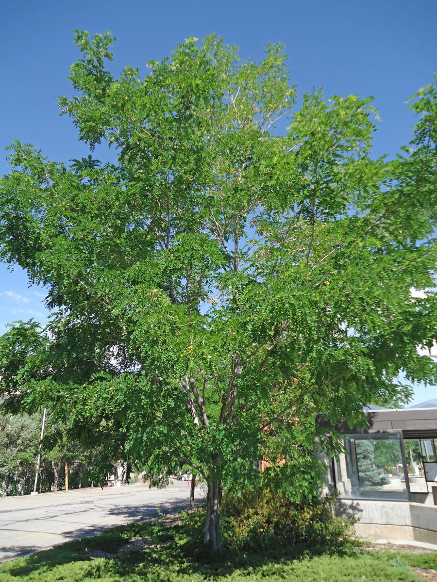 black locust tree purple robe