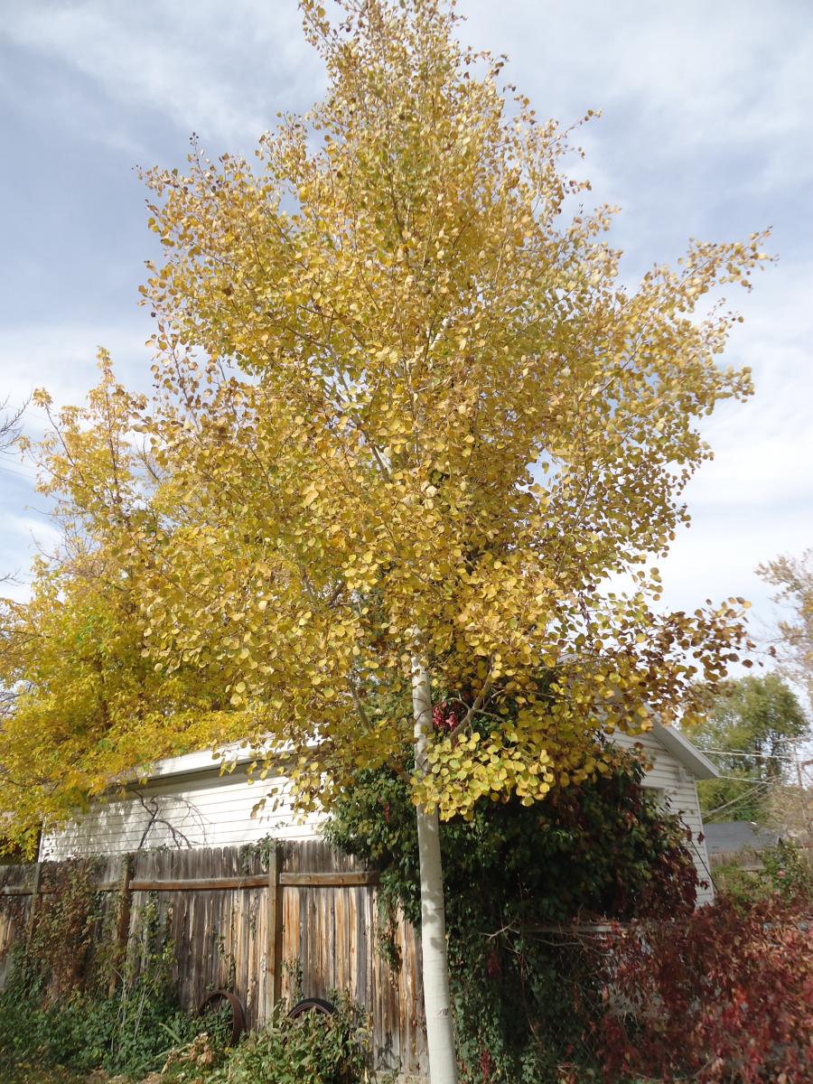 Tree Tour - Facilities - The University of Utah