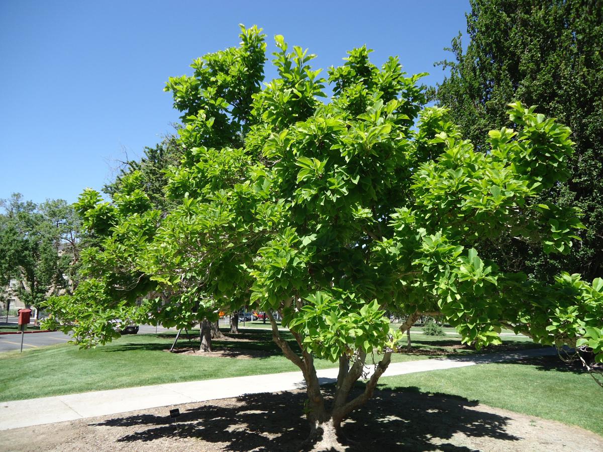 saucer magnolia tree leaves