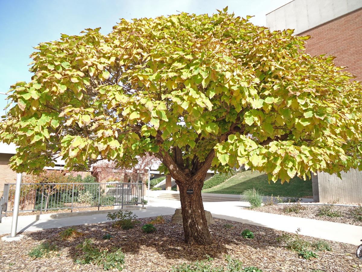 Tree Tour - Facilities - The University of Utah