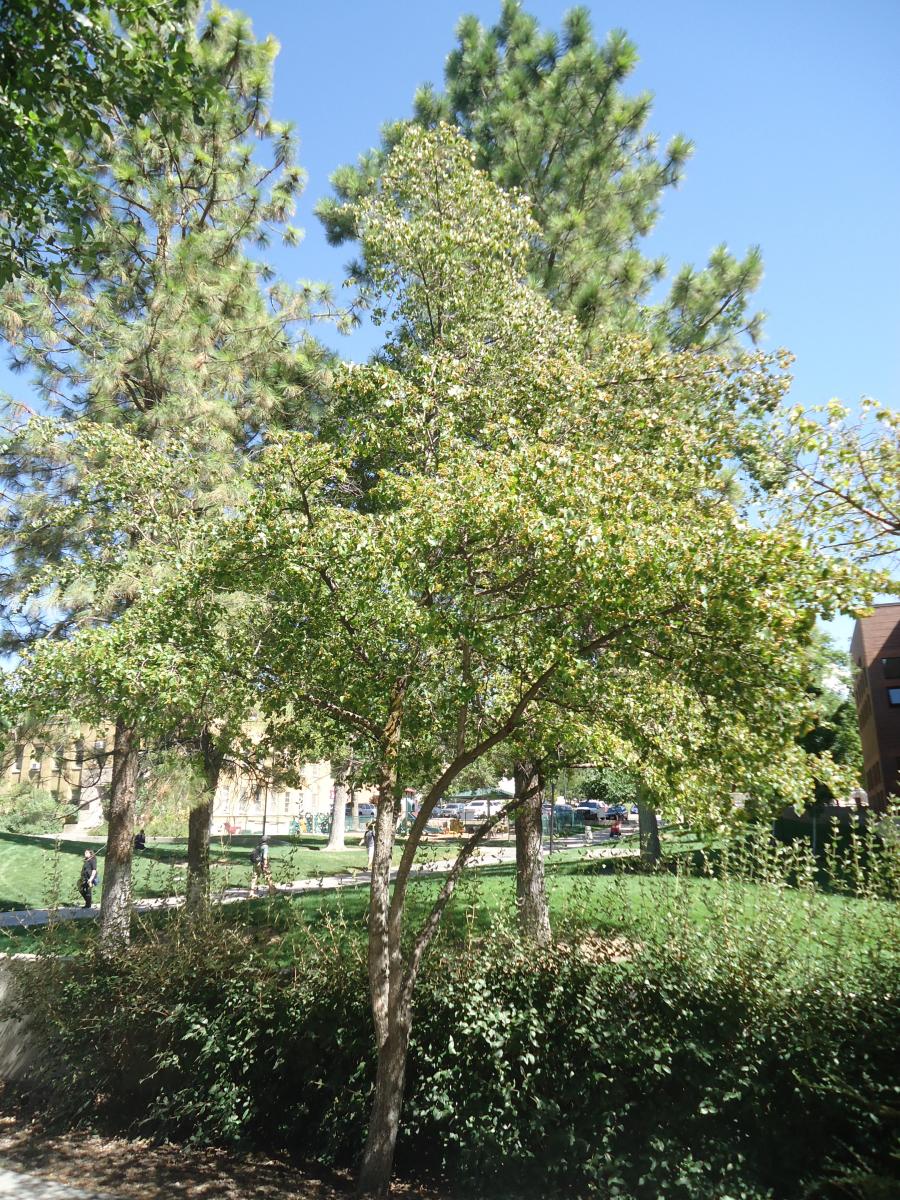 Tree Tour - Facilities - The University of Utah