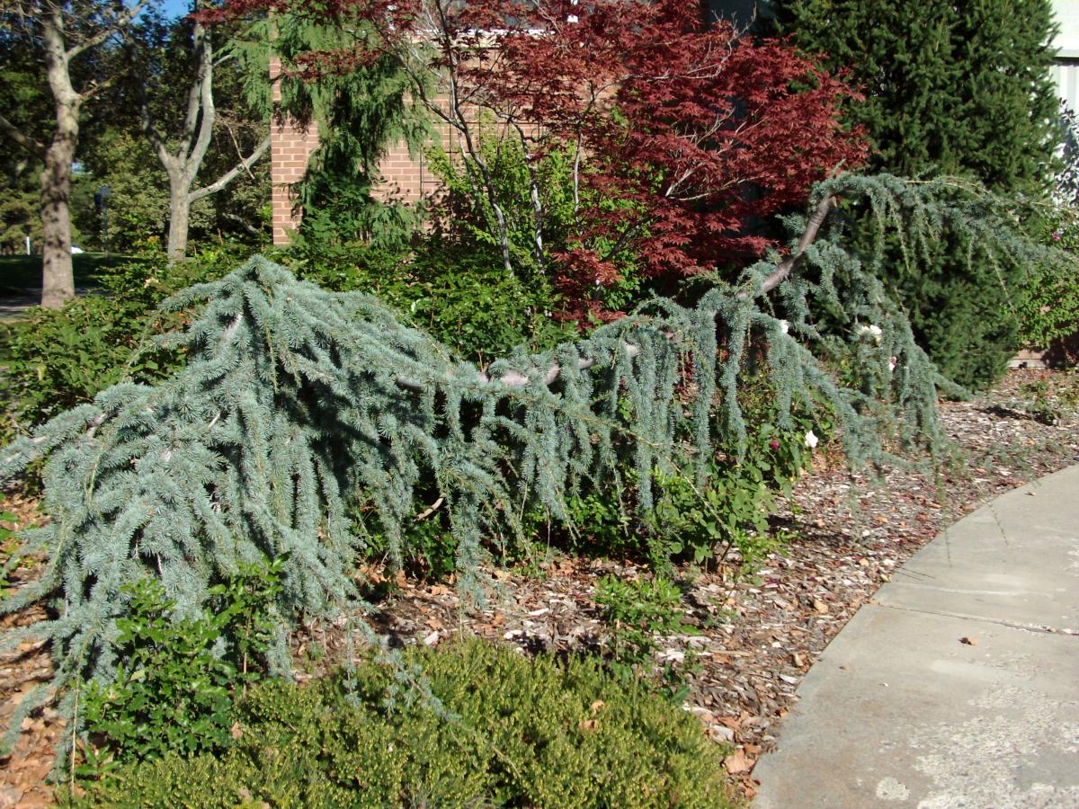 weeping blue atlas cedar