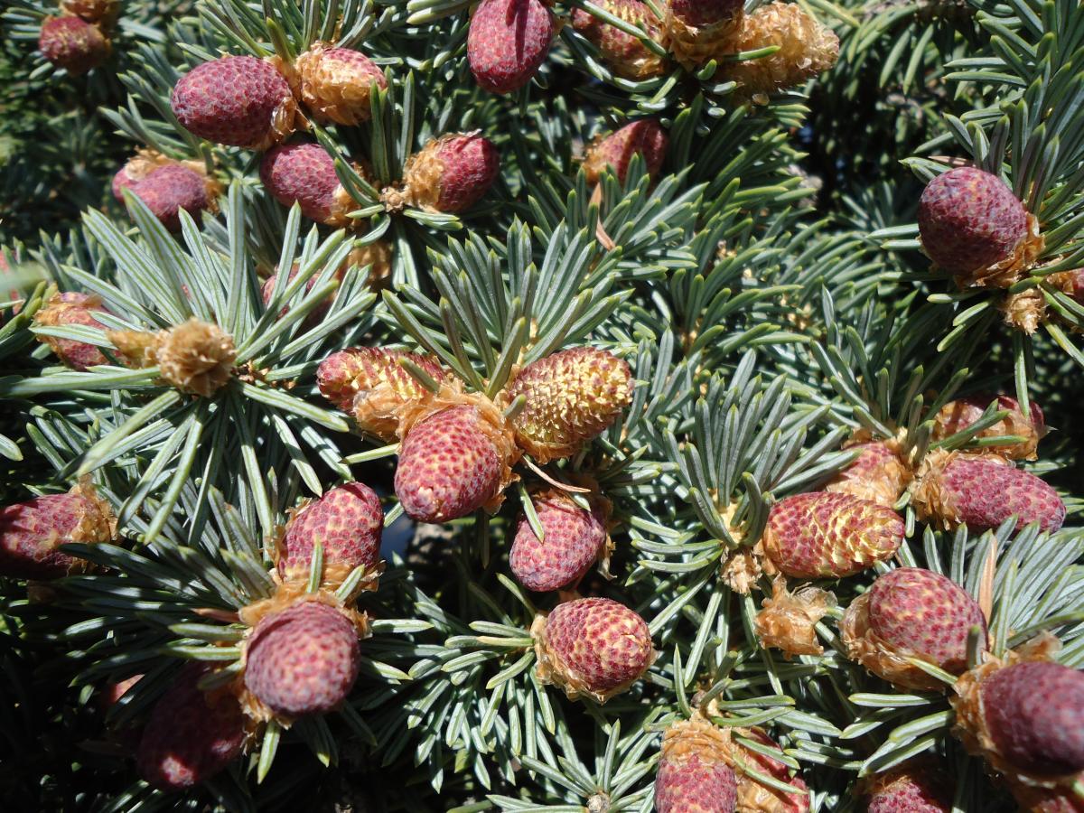 Blue Spruce  Campus Trees