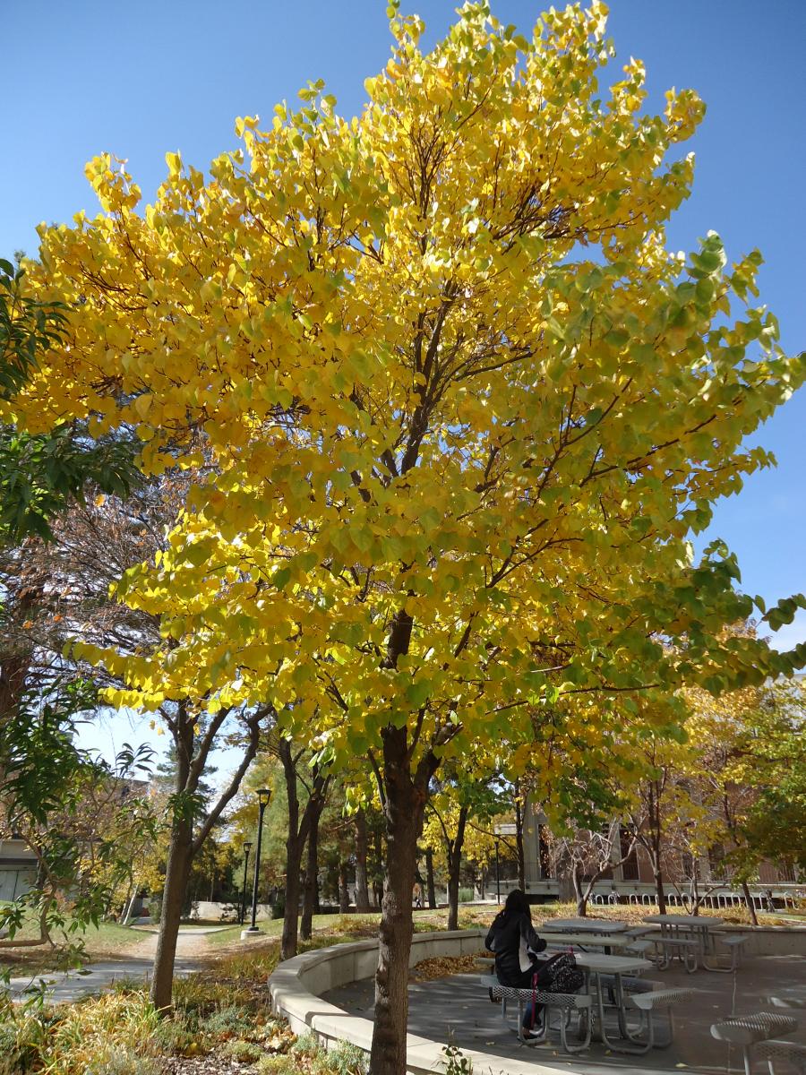 Eastern Redbud Fall Color