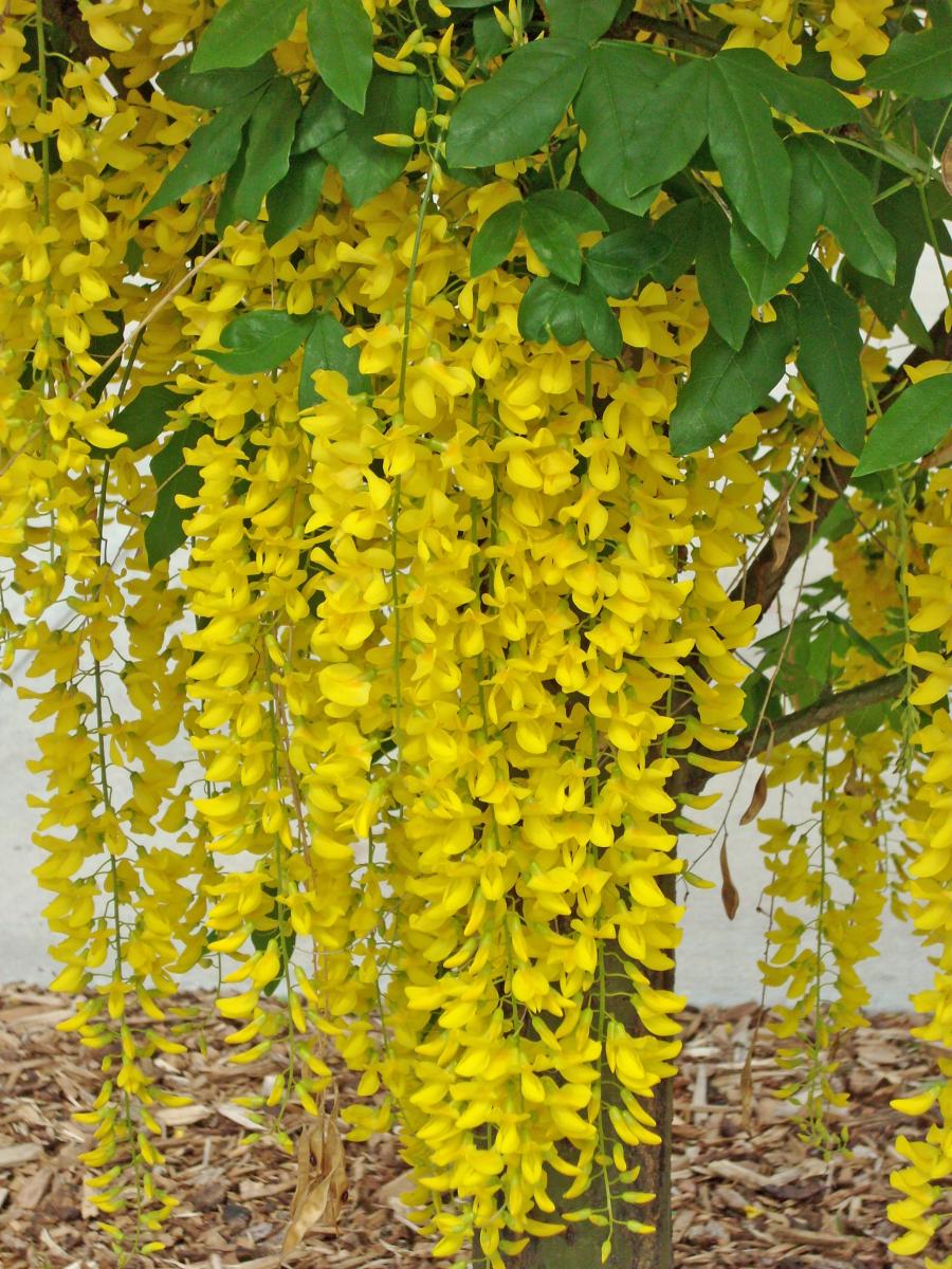 Laburnum xwatereri Fact Sheet  Trees to plant, Wisteria tree, Golden chain  tree