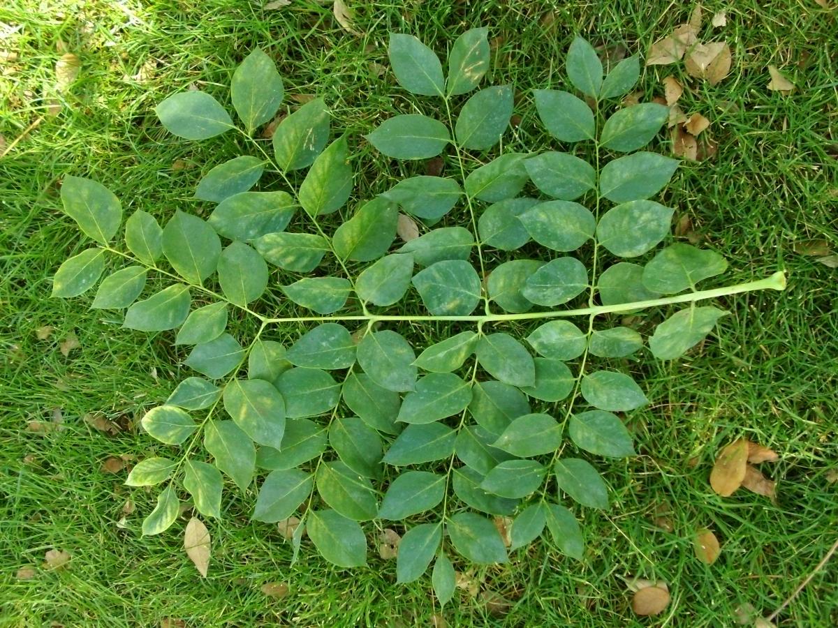 kentucky coffee tree bark