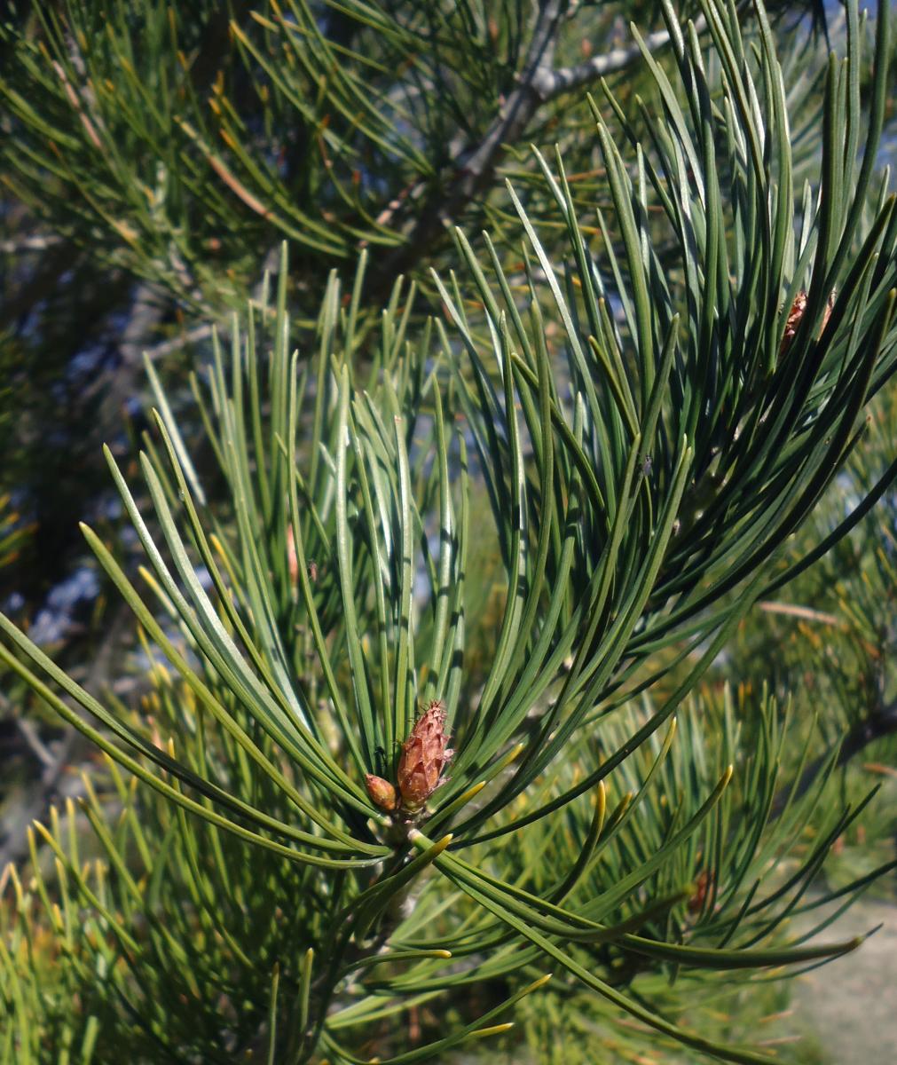 How to Grow and Care for Lacebark Pine