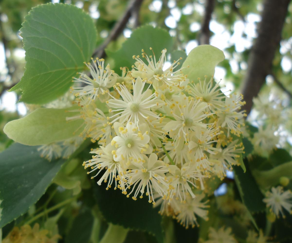 Tree: Little Leaf Linden – RUFF