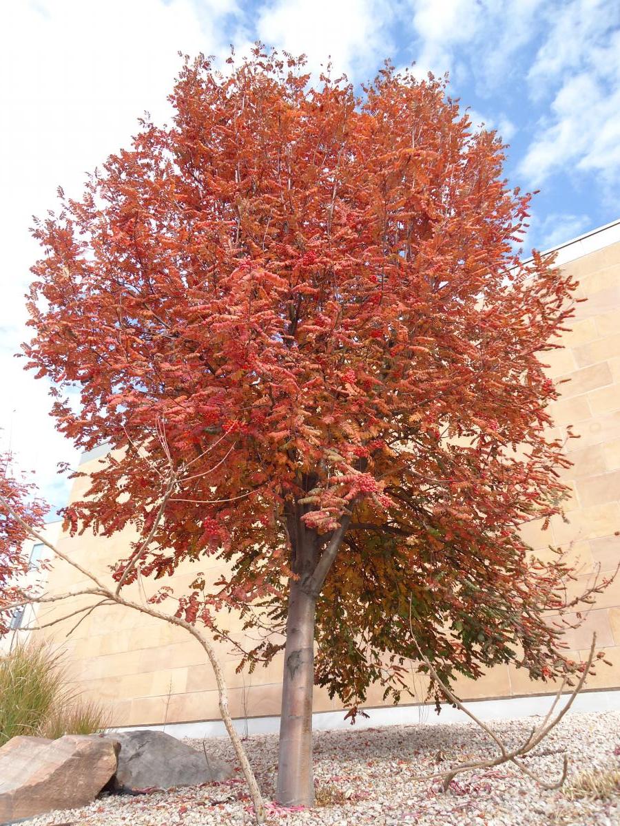 Tree Tour Facilities The University Of Utah   03 Mountain Ash 