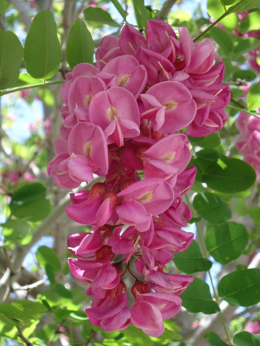 black locust tree purple robe